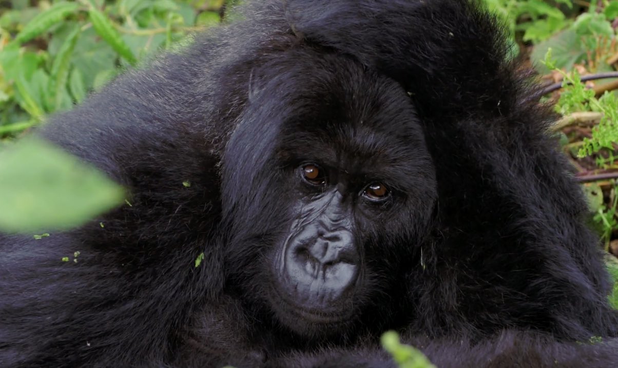 ARTE documentary film (D/FR) Gorillas under stress Susanne Maria Krauss